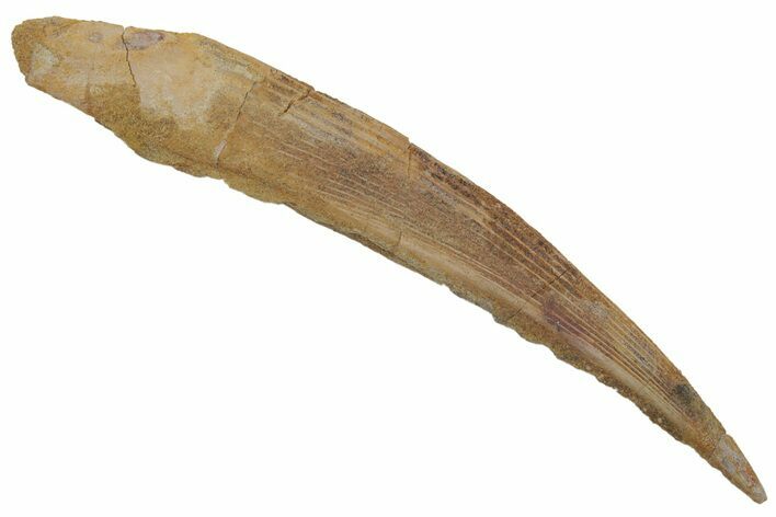 Fossil Shark (Hybodus) Dorsal Spine - Kem Kem Beds, Morocco #220032